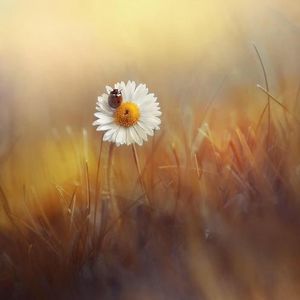 Meet your Posher, Isa